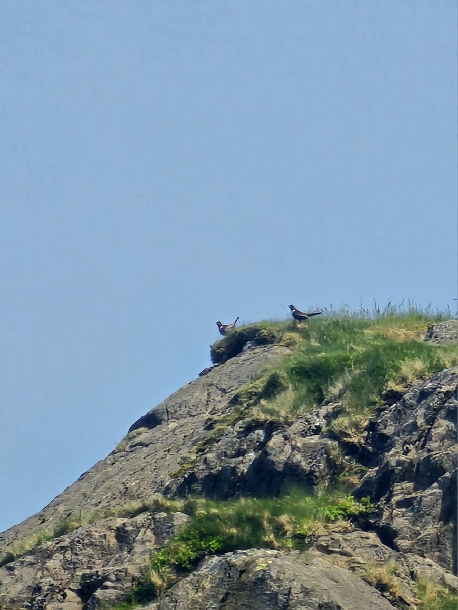 HardknottForest's tweet photo. Great to spot a pair of ring ouzels on our heathland monitoring day this week. We like to think they'll appreciate the work that the Upper Duddon Landscape Recovery project is doing to improve these habitats. Video &amp; photos by our new ranger Abbey.
@CumbriaCrack @_BTO https://t.co/t9HWsJzgxv
