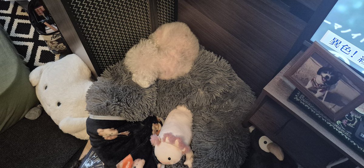 NiiiShupon's tweet photo. マシュピ、ラウンドベットの上で寝るようになってしまった…最初は暑いのか？って思ってクーラーつけるようにしてひんやりジェルマ���トも要れたけど、どうしてもオンザラウンドベット。座布団みたいになってるよん🥹もうこれクタクタだし…他のベット試してみようかな。 https://t.co/LFPWg3ygwL