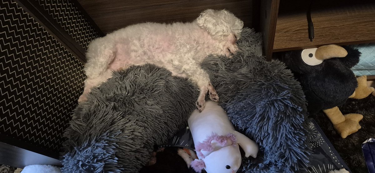 NiiiShupon's tweet photo. マシュピ、ラウンドベットの上で寝るようになってしまった…最初は暑いのか？って思ってクーラーつけるようにしてひんやりジェルマ���トも要れたけど、どうしてもオンザラウンドベット。座布団みたいになってるよん🥹もうこれクタクタだし…他のベット試してみようかな。 https://t.co/LFPWg3ygwL