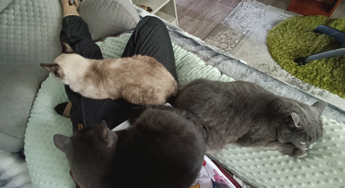 dalekoottuda's tweet photo. Пришла с работы и прилегла. A few moments later... https://t.co/uanfKhM388