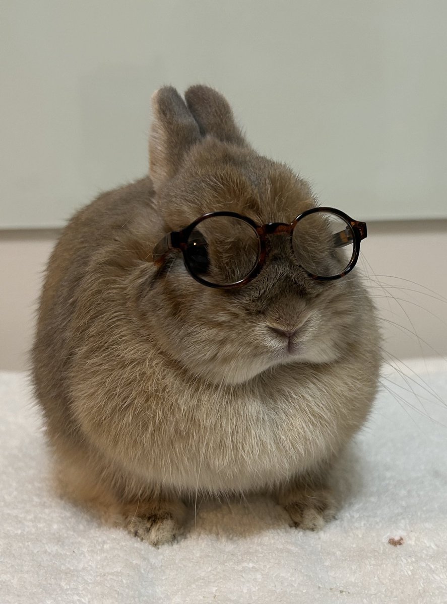 jjeri44's tweet photo. 안경혁재토끼 예쁜거 세상에 알려야함🐰 https://t.co/cTYBDqmDVK