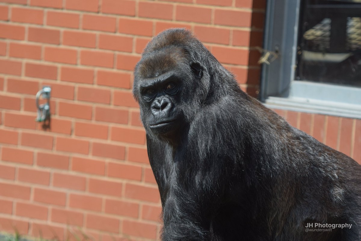 wunderswift's tweet photo. miss ozala #twycrosszoo <3 https://t.co/nNBcRDCVxP