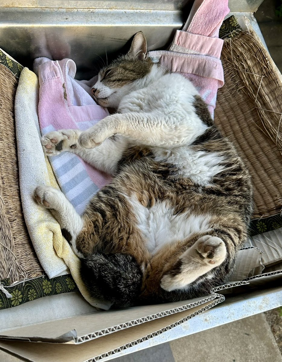 10zibutton's tweet photo. 夕方、涼しくなってきたら、お腹丸出しで微睡むコロネ君。
#猫のいる生活 
#へそてん https://t.co/lU7A0YerIx