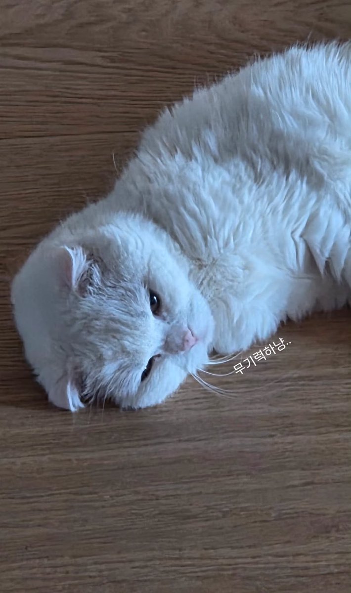 BLACKFACTORY02's tweet photo. 꽁 인스타 스토리 🐱 https://t.co/AJJ5wIrpQG