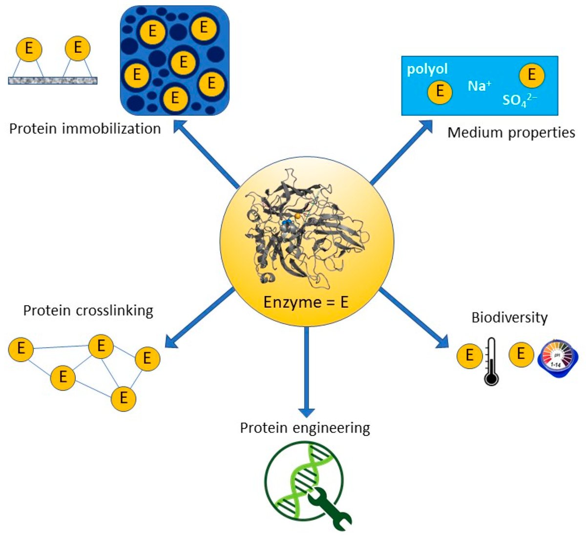 CreativeEnzyme's tweet photo. Need enzymes that perform under tougher conditions? 🔥
Stability enhancement can improve shelf life, process tolerance, and application reliability.

👉 https://t.co/fMmrzKtM6A https://t.co/UJA3M7daZl