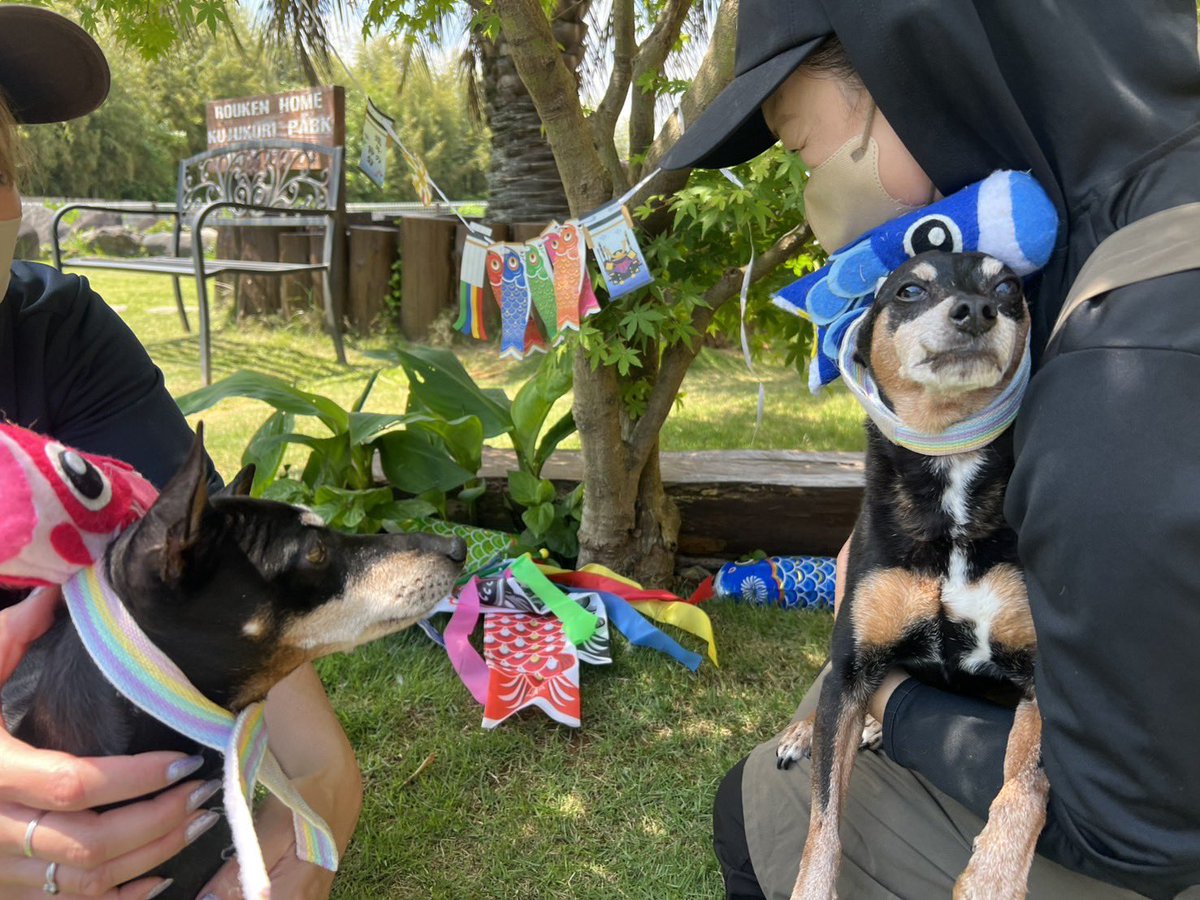 roukenhome9989's tweet photo. 【老犬ホーム】九十九里パーク！5月のイベントは鯉のぼり♪犬見知りくんのプイッ(可愛い…)個性も色々😆笑笑
https://t.co/gNW1HULCks
#老犬介護　#高齢犬　#長期お預かり　#成犬　#ロウケンズ応援団　#犬好きさんと繋がりたい  #秘密結社老犬倶楽部　#千葉　#海　#夜鳴き　#芝生　#ドックラン　#MIX犬 https://t.co/wUdsPgIXAT