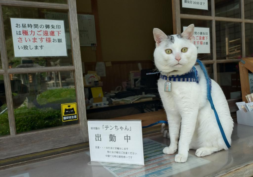 テンちゃん 本日の勤務態度 たいへん良い💮