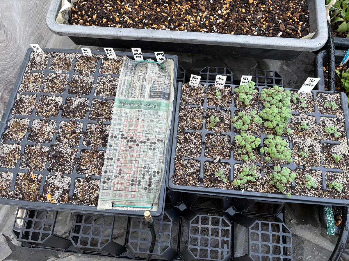 nikkoseed's tweet photo. 今週種まきした植物たち
インカナッツは2017年と2022年の古い���…
無事発芽しますように🙏

#日光種苗 #種まき #家庭菜園 #ガーデニング https://t.co/xWZ9Bd7rca