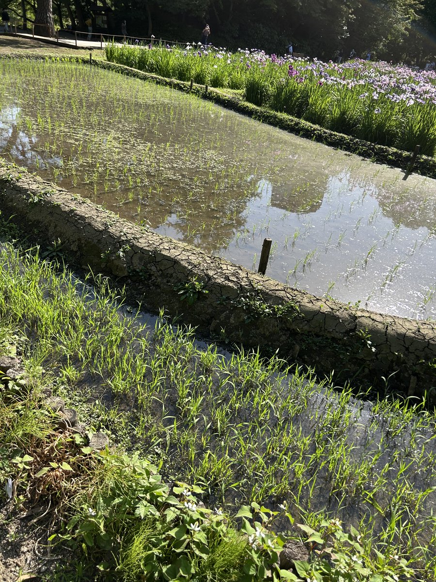 oshaton0708's tweet photo. 小石川後楽園

菖蒲が見ごろ
小学生たちが植えた田んぼもきれいになってる！ https://t.co/BFzqrjA75F