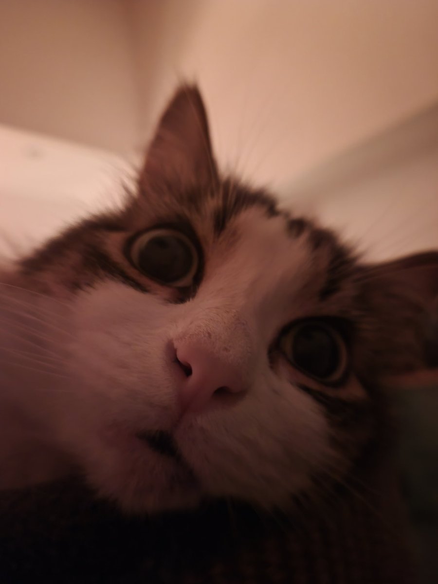 ZeyldaStream's tweet photo. @lofigirl The cat 🥰 https://t.co/6sL1x43Ymf