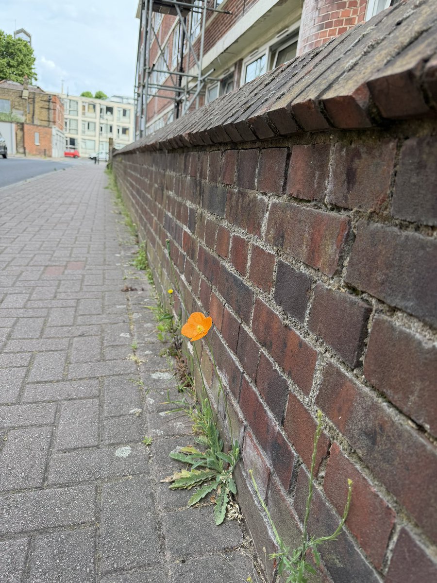 AlbionSalter's tweet photo. Nature finds a way #Rotherhithe #Bermondsey #Wellbeing #SE16 #SE1 https://t.co/ZnD49CtPJk