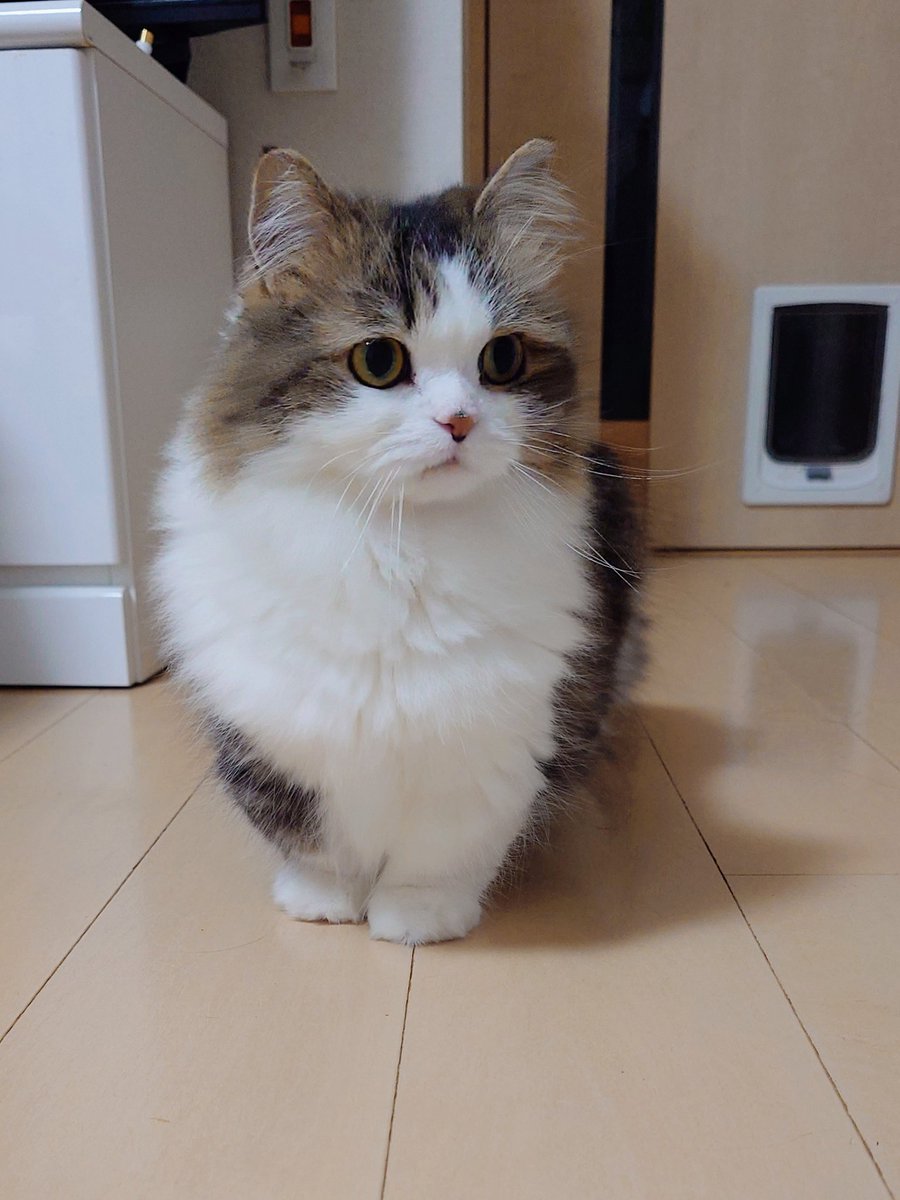 こう見えて、歩いて立ち止まってる図🌹 #車高短猫 #おすまし猫