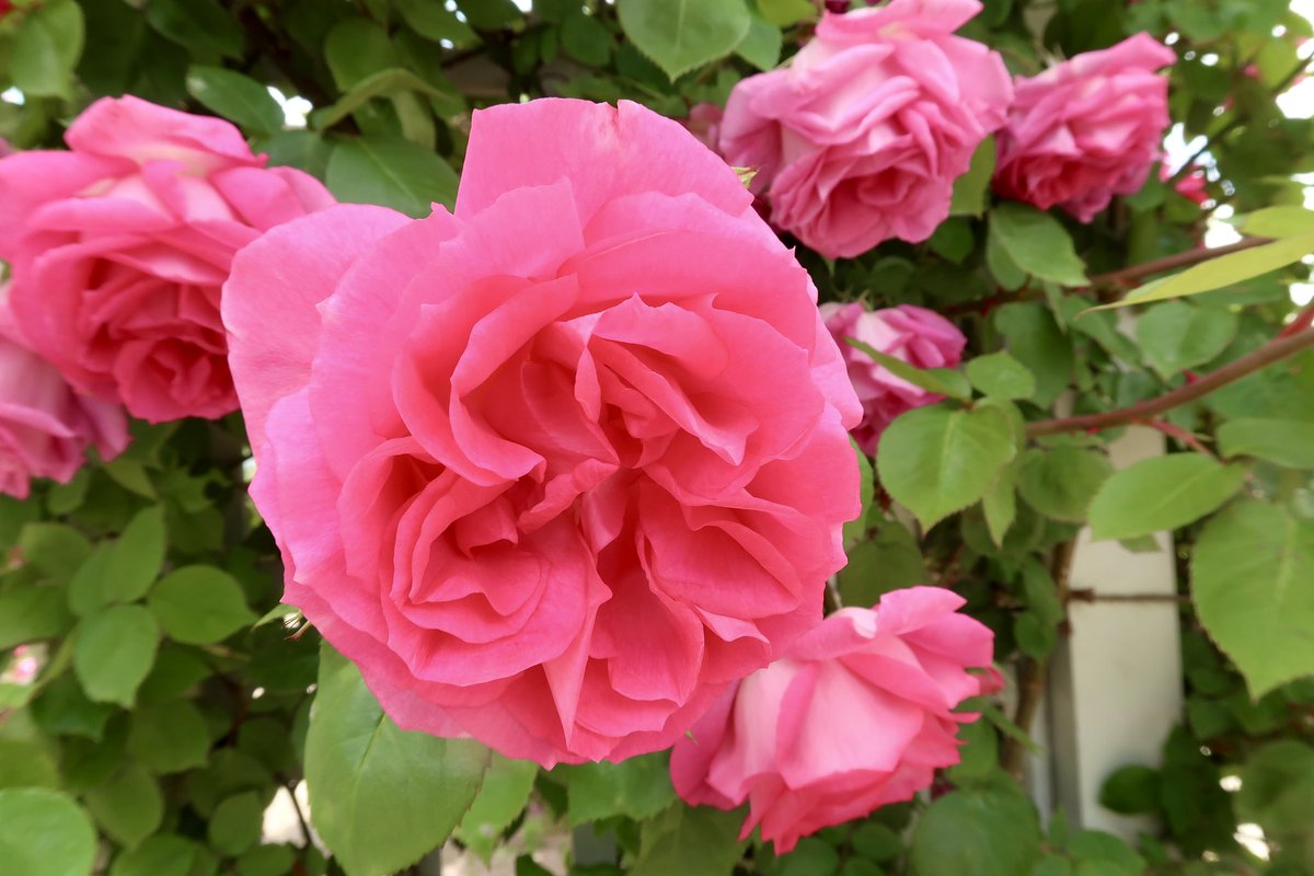 今日1日も、よく咲けましたか？ #中野市 #一本木公園 #バラ #薔薇
