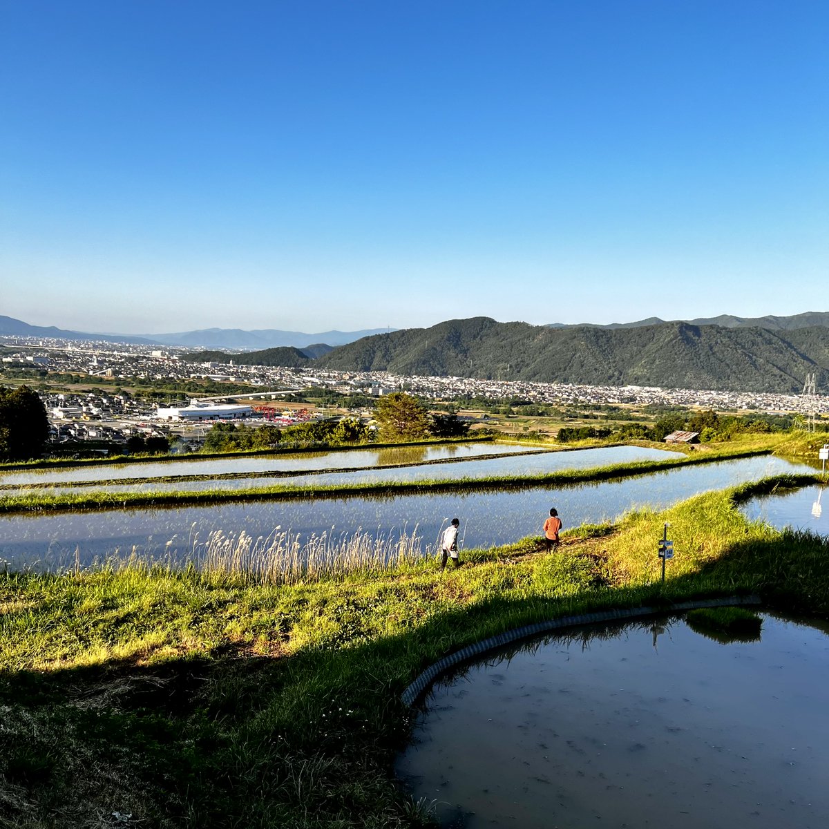 tw_pin's tweet photo. 姨捨SAへ打ち合わせの帰り、
姨捨の棚田に寄ってきました。

まだ田植えが終わっていない水田もあるので、
今日はお月様が素敵に水田に映ってくれると思います。

満月ではないですが、
お天気もいいので、
お近くの方、お勧めです。
🌕 https://t.co/dURDCwwBh0