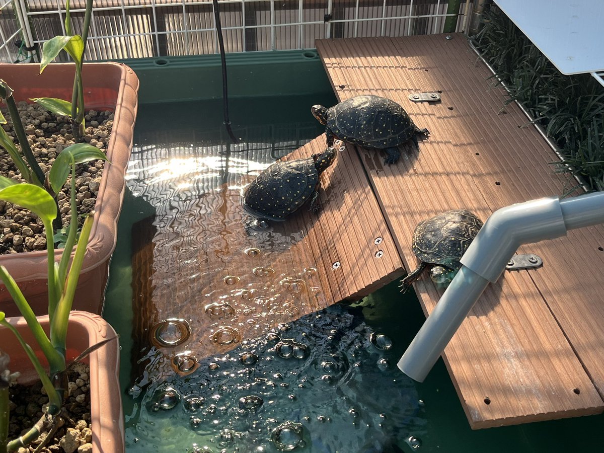 000kamezo's tweet photo. お宅訪問シリーズ亀翔さん
【第２回】
今回も色々な亀が登場します！

https://t.co/0xv7ACHrH1 @YouTube https://t.co/GQfsH5SjO2
