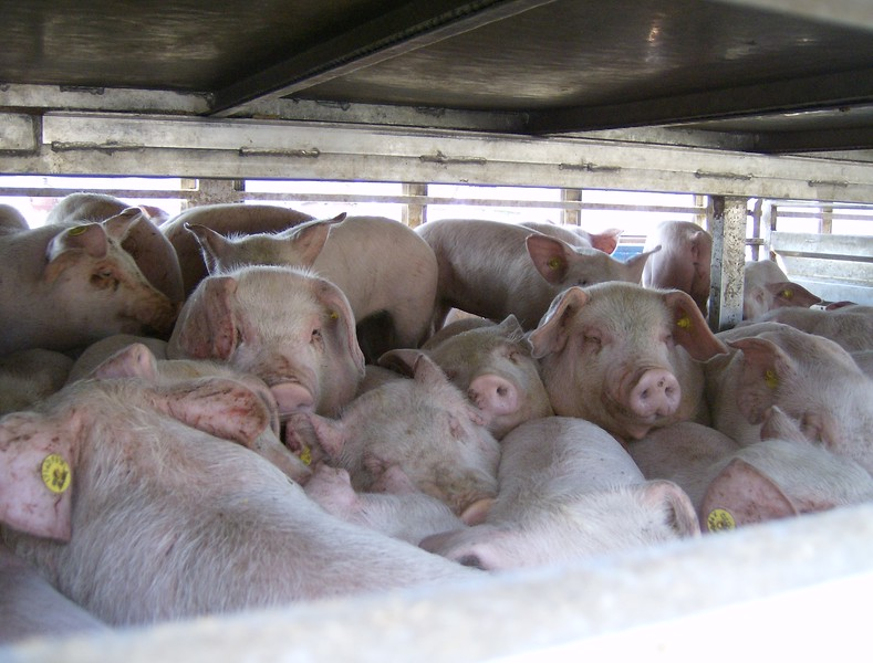 Un vegan rural tweet media