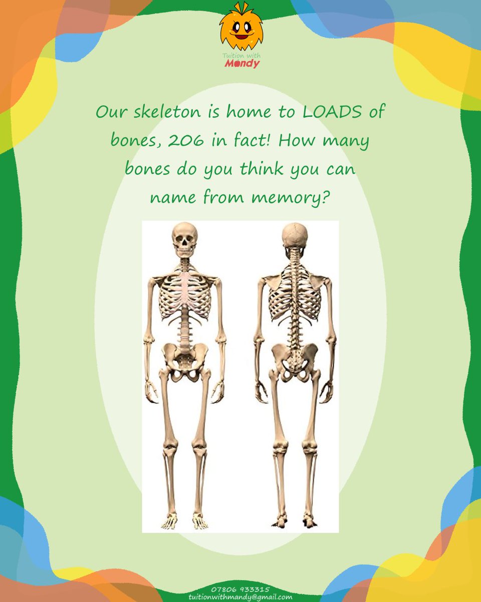 tuitionmandy's tweet photo. How many of our bones can you name from memory? #tuitionwithmandy #education #teacher https://t.co/AUWGgYlLZZ