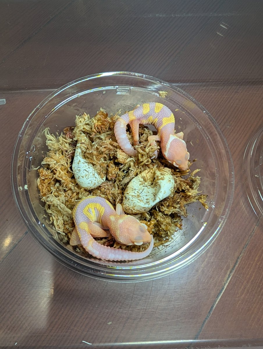 nightfallrep's tweet photo. 今年もレオパちゃん殖えたので「屋号に偽りがある！」とのクレームは受けずに済みそうですw
Sykes.Rainbow.TA
TSD♂設定

明日は「中年蜥蜴擬」の初期メンに会いに、成田から九レプ日帰り弾丸ツアーを敢行します！
時間は限られてますが初めての九レプを楽しみたいと思います😄 https://t.co/oRLDjmUQgV