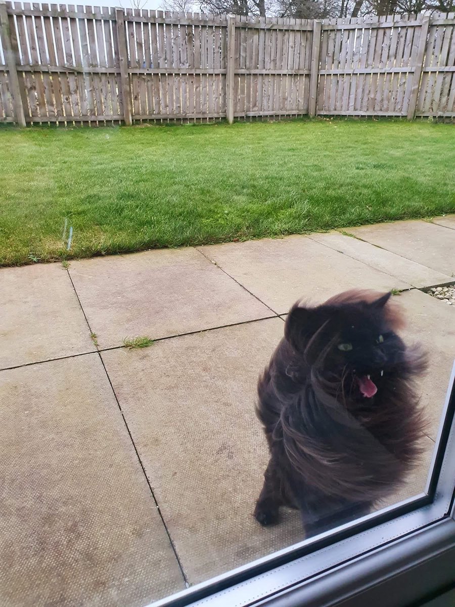 H2RScotland's tweet photo. Coco is still looking for a home, all of her other appeals have resulted in no offers. Can you please share to give her a chance to find a home? 

Coco is a beautiful 12 year old female cat looking for a new home through no fault of her own.
You will notice in her photos that she had a lion hair cut as she got matted previously, however she doesn’t get this hair cut in the winter months. 
Coco is looking for a peaceful quiet home with no other animals or young kids. Somewhere she can get out would benefit her. 
She is active and likes to explore.
Coco is registered at the vets and enjoys treats.
She is spayed and healthy with no issues. 
For more information or to offer Coco a home please email info@help2rehome.com