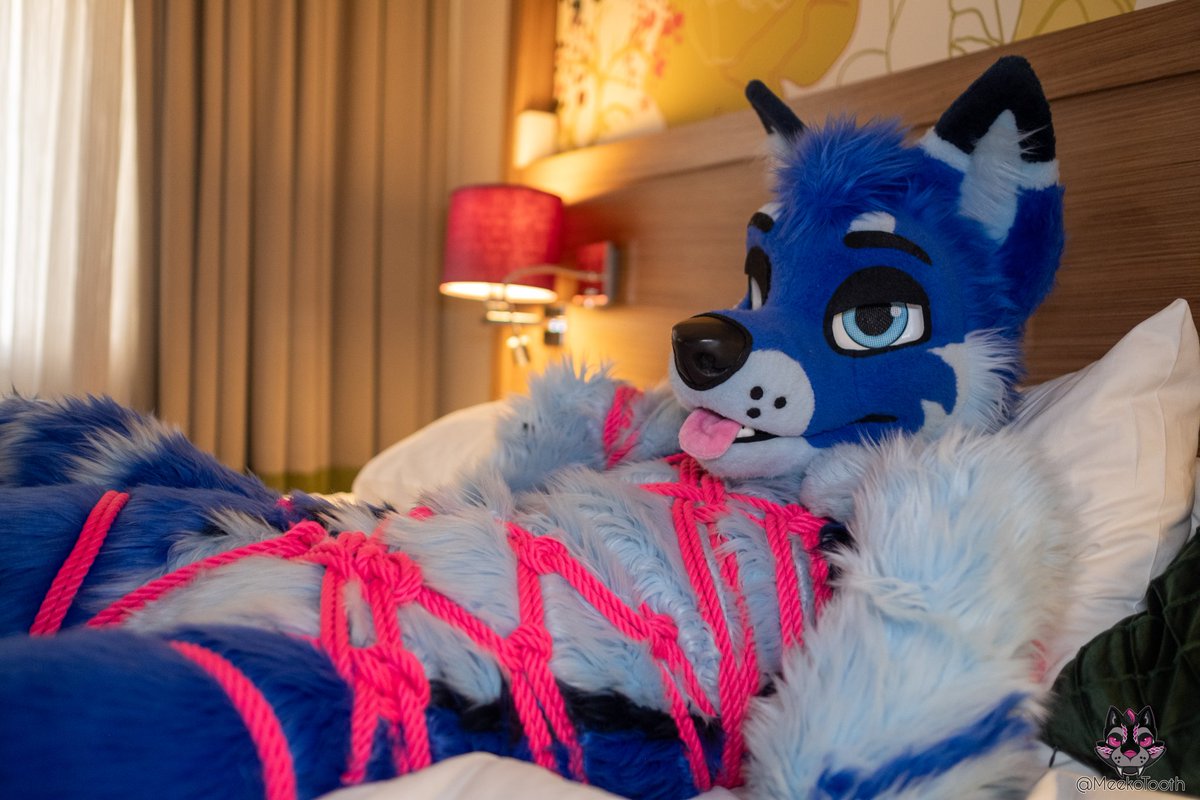 BluesugarDK's tweet photo. Tied up and placed on the bed for your everyday #FursuitFriday needs 😘

📸 : @MeekoTooth
🏨 : #NFC2026 https://t.co/sgJoQ99AfM