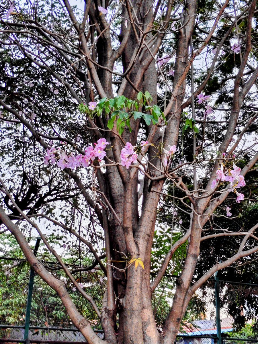 Bingo_mk's tweet photo. #TreeFriends #TreeClub
#Theme_pic_India_Trees https://t.co/V4oYBBFzl5
