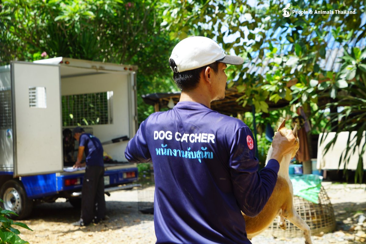pat_animals_th's tweet photo. อีกหนึ่งวันวุ่น ๆ ของคลินิกสงเคราะห์สัตว์ ทำหมันและมอบวัคซีนให้สุนัขในเขตท่ายาง #ทำหมันสุนัข #ฟรี #เพชรบุรี #ท่ายาง https://t.co/fg0TWMck0C