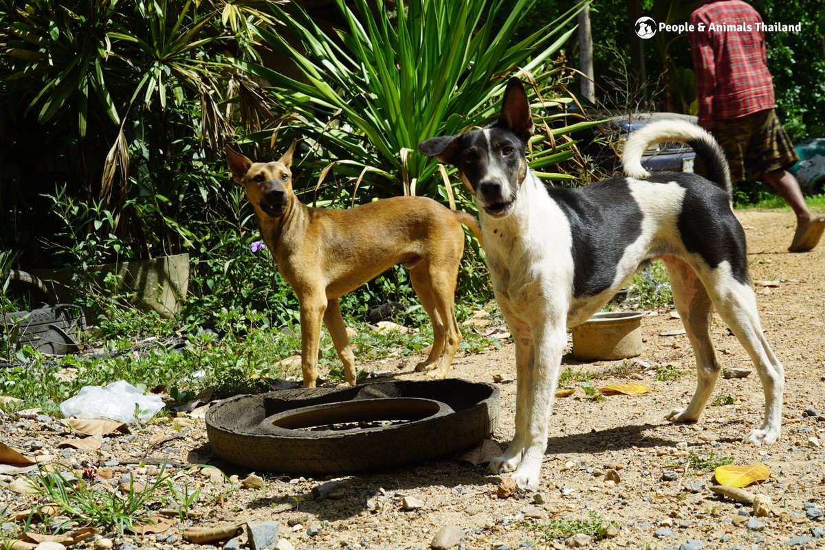 pat_animals_th's tweet photo. อีกหนึ่งวันวุ่น ๆ ของคลินิกสงเคราะห์สัตว์ ทำหมันและมอบวัคซีนให้สุนัขในเขตท่ายาง #ทำหมันสุนัข #ฟรี #เพชรบุรี #ท่ายาง https://t.co/fg0TWMck0C