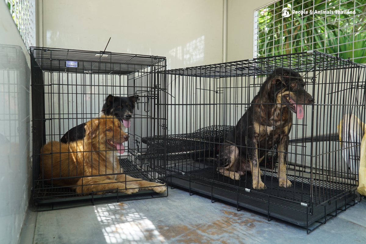 pat_animals_th's tweet photo. Another busy day sterilising and vaccinating dogs in Tha Yang #CVNR #Thailand #animalwelfare https://t.co/5FlzAdZKHz