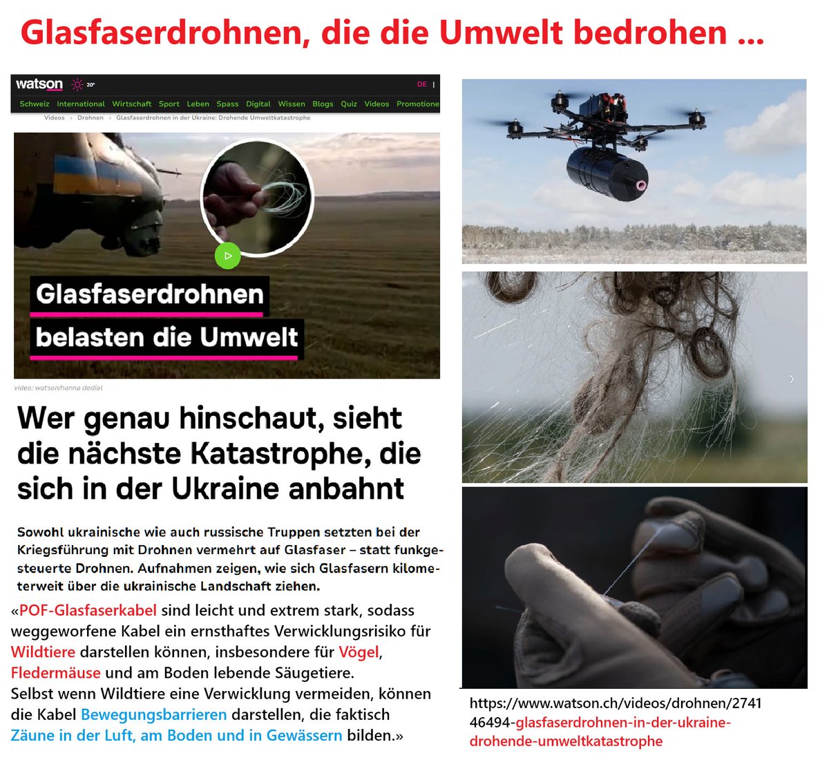 RHIB28's tweet photo. Auch eine für die Natur und Umwelt, für Flur und Fauna, geschaffene #Todeszone in der #Ukraine. Leider.
Im Ukraine-Krieg nutzen beide Seiten zunehmend Drohnen, die über ultradünne Glasfaserkabel (20 bis 50 Kilometer Länge) gesteuert werden, um Störsender zu umgehen.
Mittlerweile haben sich die Kosten für Glasfaser vervielfacht.
Dies hat gravierende ökologische Folgen:
Zurückgelassene Kabel verunreinigen als Plastikmüll Böden und Gewässer, gefährden Wildtiere und werden paradoxerweise sogar als Nistmaterial von Vögeln verwendet.
Plastikmüll und Mikroplastik:
Da die Kabel aus Polymeren und oft Fluorpolymer-Ummantelungen bestehen, verrotten sie nicht auf natürliche Weise. Bei ihrer Zersetzung oder wenn sie verbrennen, zersetzen sie sich zu Mikroplastik und können schädliche Ewigkeitschemikalien (PFAS) in die Umwelt freisetzen.
Gefahr für Wildtiere:
Die reißfesten und kaum sichtbaren Fäden, die sich wie Spinnennetze über Wälder und Felder ziehen, stellen eine massive physische Barriere dar.
Vögel, Fledermäuse und andere Tiere können sich darin verheddern oder verletzen.
Ungewöhnlicher Nestbau:
Beobachtungen von Soldaten und Forschern zeigen, dass die Natur sich anpasst: Vögel nutzen die weggeworfenen, spinnwebdünnen Glasfaserkabel, um ihre Nester zu bauen, was das Verletzungsrisiko für die Tiere und ihren Nachwuchs drastisch erhöht.
-----------------------------
Glasfaserdrohnen in der Ukraine:
Drohende Umweltkatastrophe
https://t.co/agi2gyiWQu
Glasfaserkabel in der Ukraine: Drohnen verursachen Umweltproblem
https://t.co/nsZMHZEBoZ