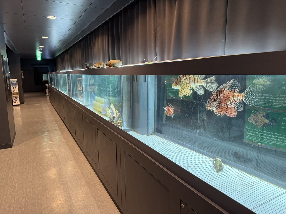 n_nitto's tweet photo. むろと廃校水族館 https://t.co/WuaA1N71Aa