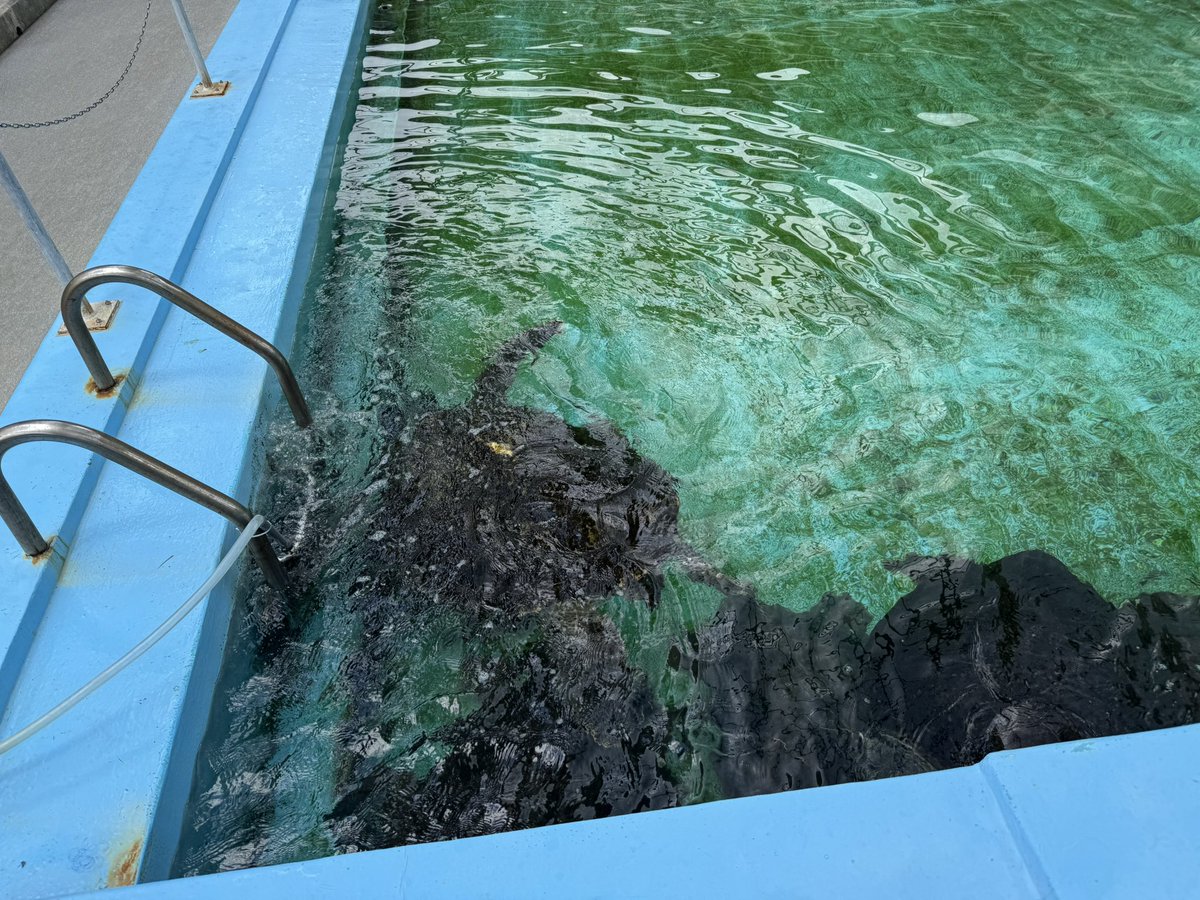 n_nitto's tweet photo. むろと廃校水族館 https://t.co/WuaA1N71Aa