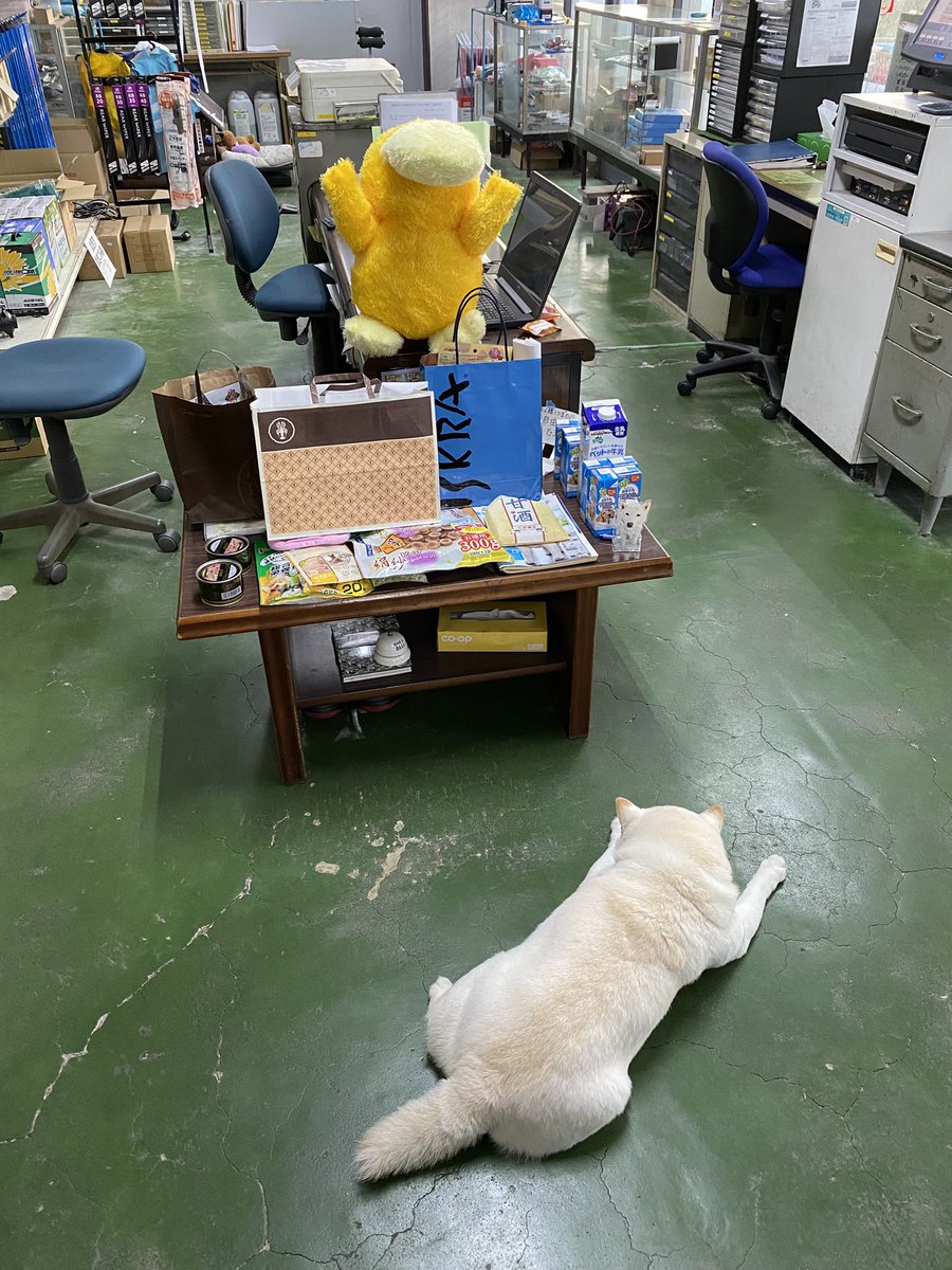 白柴まつ tweet media