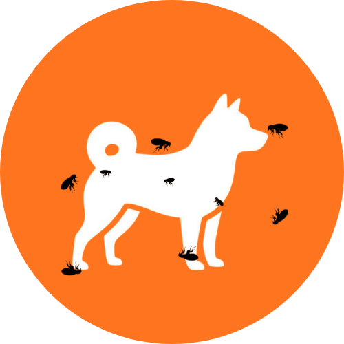 CookedSupermann's tweet photo. buy the dog with fleas.. it's safe https://t.co/3v7SWAf3fv