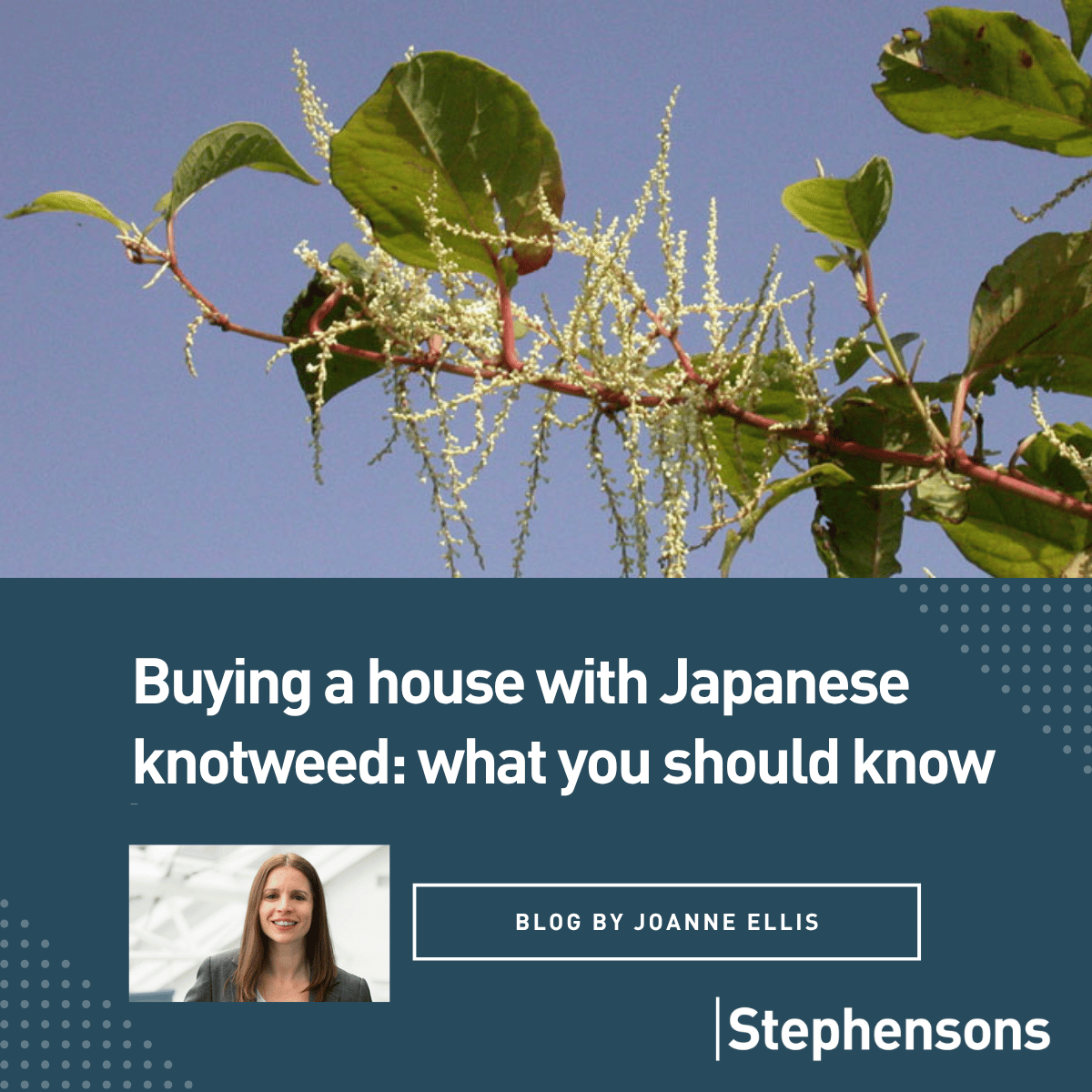 SolicitorsLLP's tweet photo. When purchasing a property, it’s important to be aware of potential issues that could affect your investment.

Joanne Ellis' blog explores the impact of Japanese knotweed, including legal obligations, mortgage considerations and how to proceed safely.

Read our expert insight: https://t.co/mrOcgHf0th