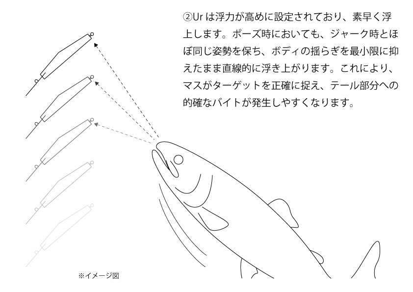 UMPLEXjp's tweet photo. リニアダートミノー・Ur（ウル）は、既存のミノーでは反応させきれなかったマスたちを釣るために開発した、機能特化型ミノーです。 従来のダイビングミノーの常識を見直し、ジャーク時のウォブリングを排除。その先にある機能的優位性を徹底的に追求しました。

① リーリングの入力を効率よく潜行力へ変換

ウォブリングを排除することで、リーリングによる入力を無駄なく潜行力へ変換。 少ない抵抗感で、ボトム方向へ鋭い角度で潜行します。
ジャーク時には、一瞬で間合いを外すような直進的ダートアクションとなり、マスの威嚇的・排他的・反射的な本能を強く刺激します。（リニアダート）

② 高浮力設定と安定した浮上挙動

高めに設定された浮力により、素早く浮上。
ポーズ時にもボディは姿勢を乱さず、ボディの揺らぎを抑えたまま直線的に浮き上がります。
ルアーのテール部分を的確にバイトさせるため、浮上時には不要な挙動を発生させないよう配慮しています。
さらに、この安定した浮上挙動と鋭いダートアクションの組み合わせが、チェイスや威嚇行動を強く誘発します。

③ 大型ボディによる高い到達性能

大型ボディが生む重量アドバンテージにより、高い遠投性能を実現。 さらに優れた潜行性能と組み合わさることで、従来の小型・軽量ミノーでは届かなかったレンジやエリアへのアプローチを可能にしました。
レンジを問わず既存のミノーとは異なる挙動でマスたちへ強く作用しますが、とりわけ、ミノーの刺激に対して無防備なボトムレンジや沖に定位するマスの攻略において、その性能を発揮します。

#Urウル #UMPLEX #リニアダートミノー #ミノー