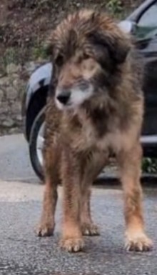 MissingTarn81's tweet photo. 29.05.26 Bon. Ils ont abandonné les recherches et supposent qu'elle peut être morte...Mais bref, on n'est pas à l'abri que quelqu'un la trouve quand même. Perdue dans le 06. Contact sur images. #chienne #perdue (Chienne arrivée de Roumanie et perdue le jour même, en Mars 2026). https://t.co/lk8LNiuXvA