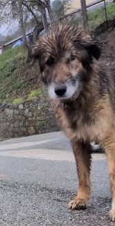 MissingTarn81's tweet photo. 29.05.26 Bon. Ils ont abandonné les recherches et supposent qu'elle peut être morte...Mais bref, on n'est pas à l'abri que quelqu'un la trouve quand même. Perdue dans le 06. Contact sur images. #chienne #perdue (Chienne arrivée de Roumanie et perdue le jour même, en Mars 2026). https://t.co/lk8LNiuXvA