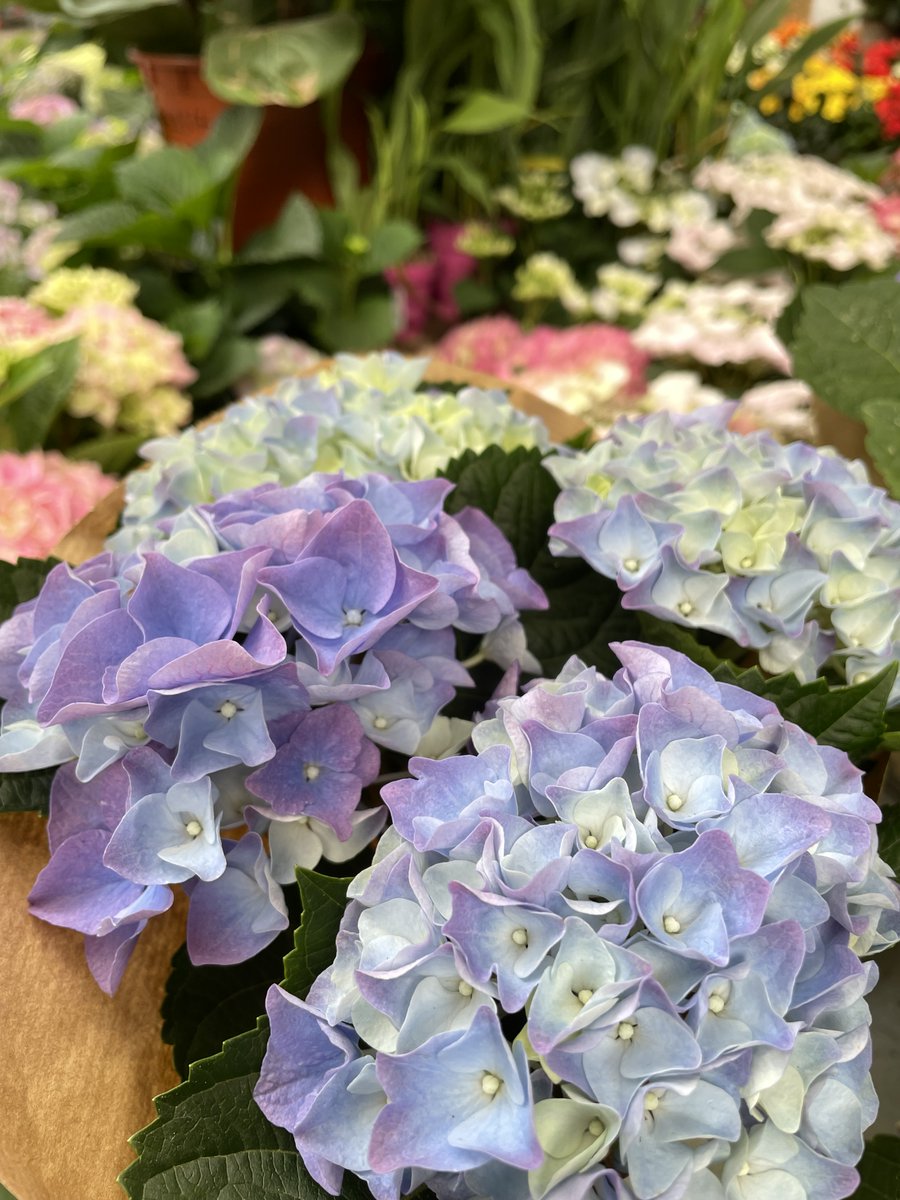 Truffaut's tweet photo. Les hortensias sont dans la place ! Leur couleur change selon l'acidité du sol 🩷🩵 À vous de choisir votre préférée. #lundifleuri https://t.co/fpz3sUVJvK
