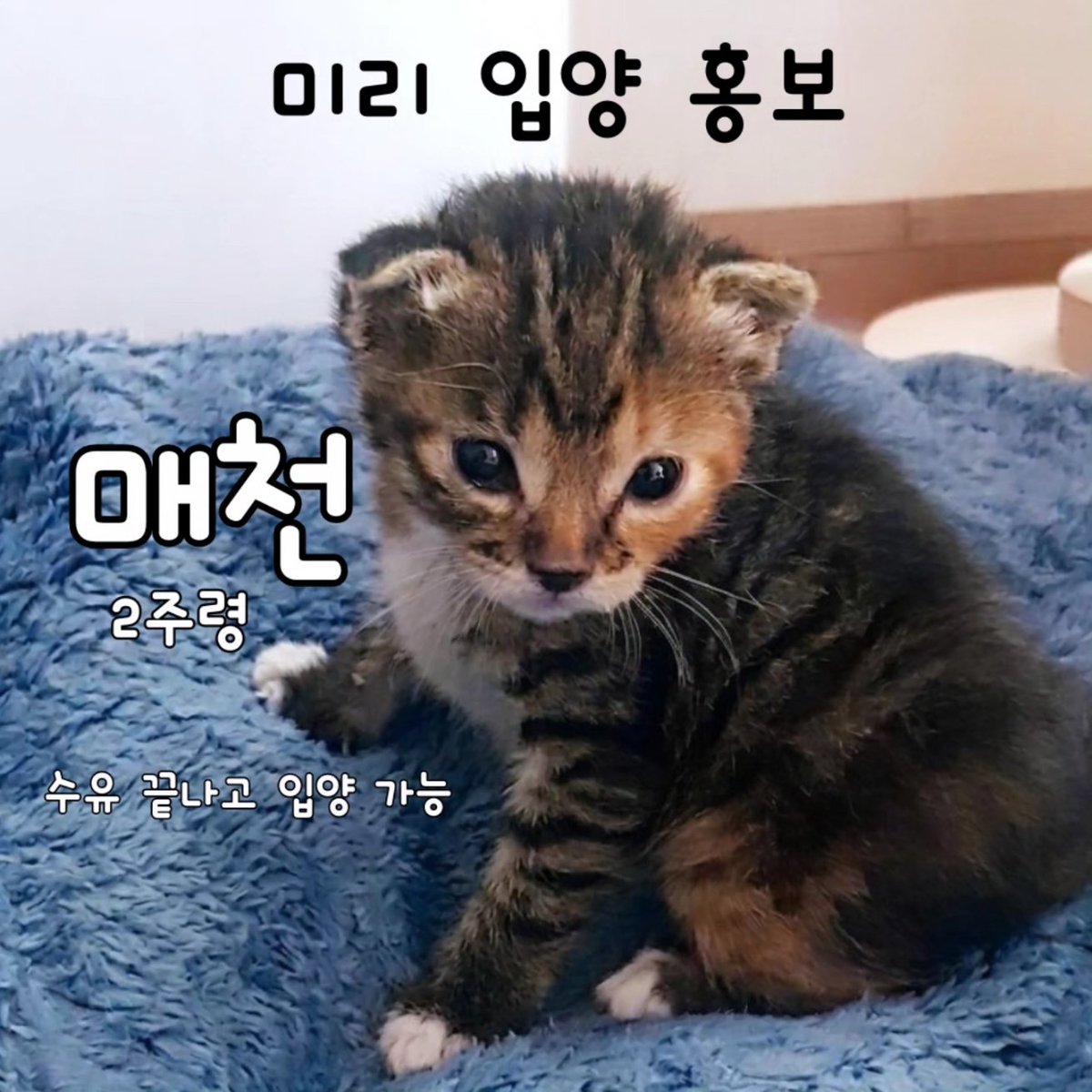 bomdallae74062's tweet photo. 매천 ❣️ 입양홍보
2주(5월 10일생 추정)/여
✨️쓰다듬어 주면 골골거려요
✨️요즘엔 놀려고 하는 모습이 너무 귀여워요
✨️밥만주면 울지도 않고 잘자요
✨️밥에는 깨지도 않아요, 밤중수유를 한적이 없어요
✨️한꺼번에 많이 안먹고 조금씩 자주줘요
✨️아직 배변유도 하는 중 https://t.co/EhPZIgDrRb