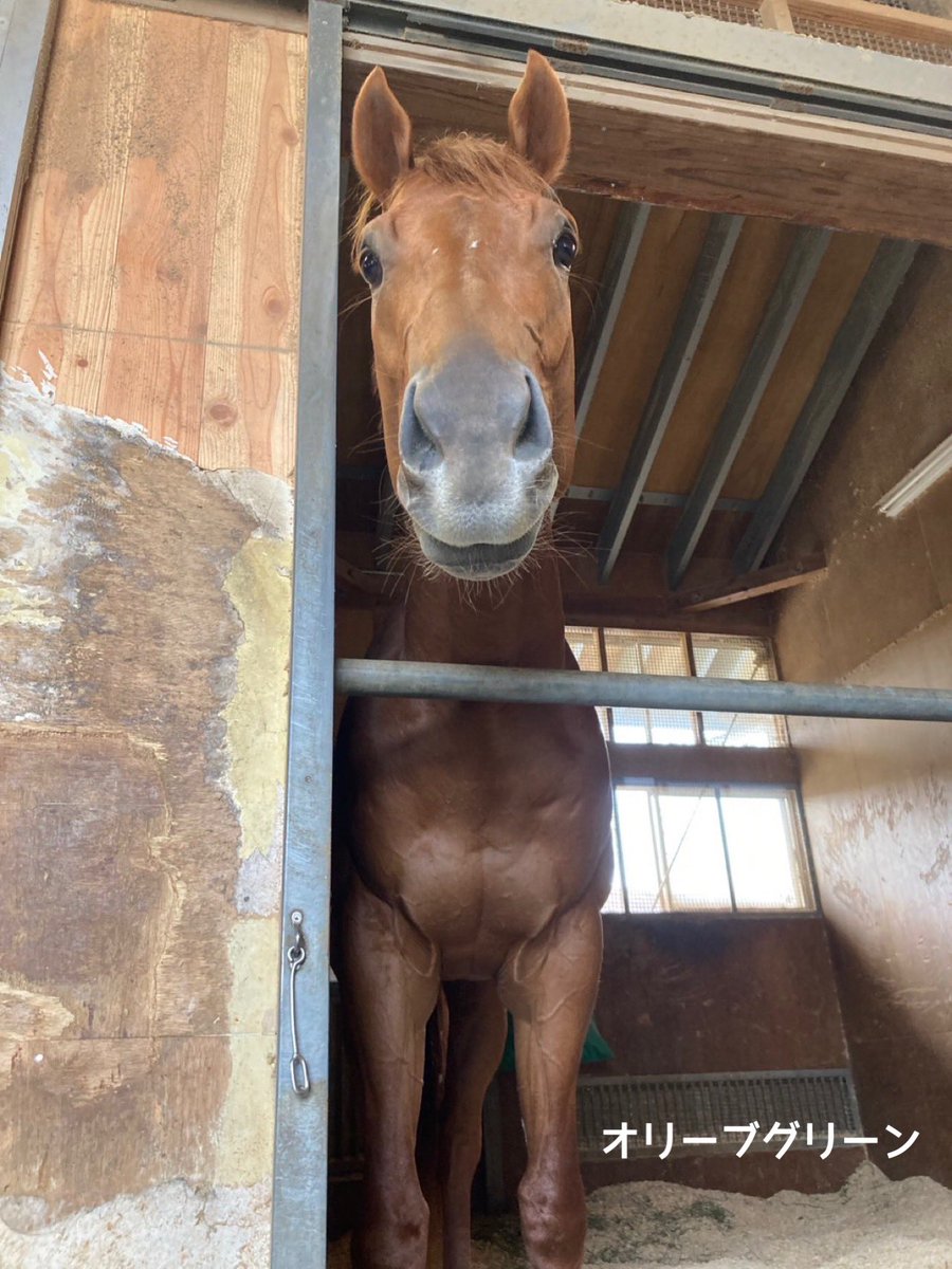 yahagistable's tweet photo. 今週の出走予定🏇

▼5/30（土）
<京都>
5R ジリアート
10R オリーブグリーン
11R アンジュプロミス
12R ストラテージュ

<東京>
9R フィドルファドル

▼5/31（日）
<京都>
10R シュタールヴィント

<東京>
8R アスクデッドヒート
10R ミスタージーティー
12R キングスコール https://t.co/3zrQT2Df9h
