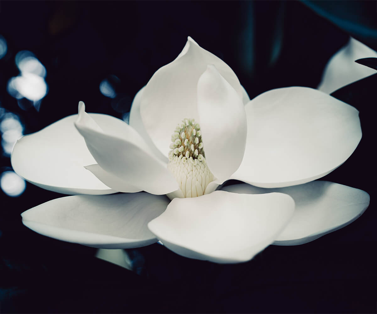 Magnolia マグノリア -木蓮の花- 存在感のあるマグノリアをモチーフに