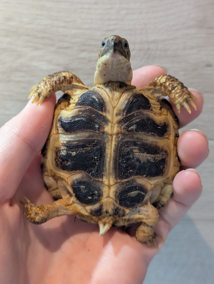 YAxanthic's tweet photo. AxanthicUROKOアガマ主任の裕です🦎

ロシアリクガメ【セレクト個体】𓆉

元気なちびっ子、沢山食べ寝ています💤

小型のリクガメで温度帯が大きく飼育しやすい種✨️

明日5/30(土)も営業しております😊
皆様のご来店を爬虫類と一緒にお待ちしております🦎🐍🐸
#爬虫類ショップ 
#ロシアリクガメ https://t.co/PZzxNkCb2B
