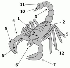 NoName62560658's tweet photo. Scorpion 🦂 🤏 https://t.co/iorvYQvsgE