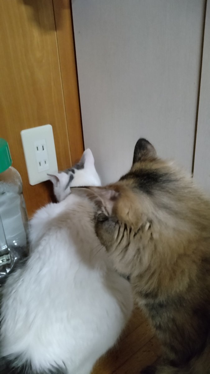 hapico4boo's tweet photo. 元ちゃん😸が連れてきたイモリが、戸棚の隙間に入ってしまったので、みんなで捜索中👀
当の本人は、ごはん食べてます😅
#元ちゃんのお土産 https://t.co/4bbvQ6HgC7