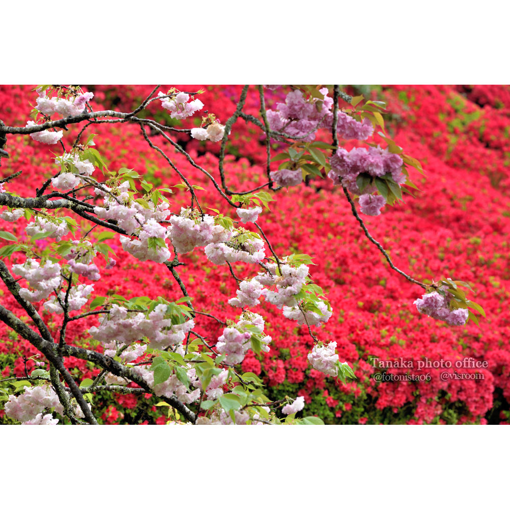 椎八重公園の八重桜とツツジ #花 #flower #cherryblossoms #azalea