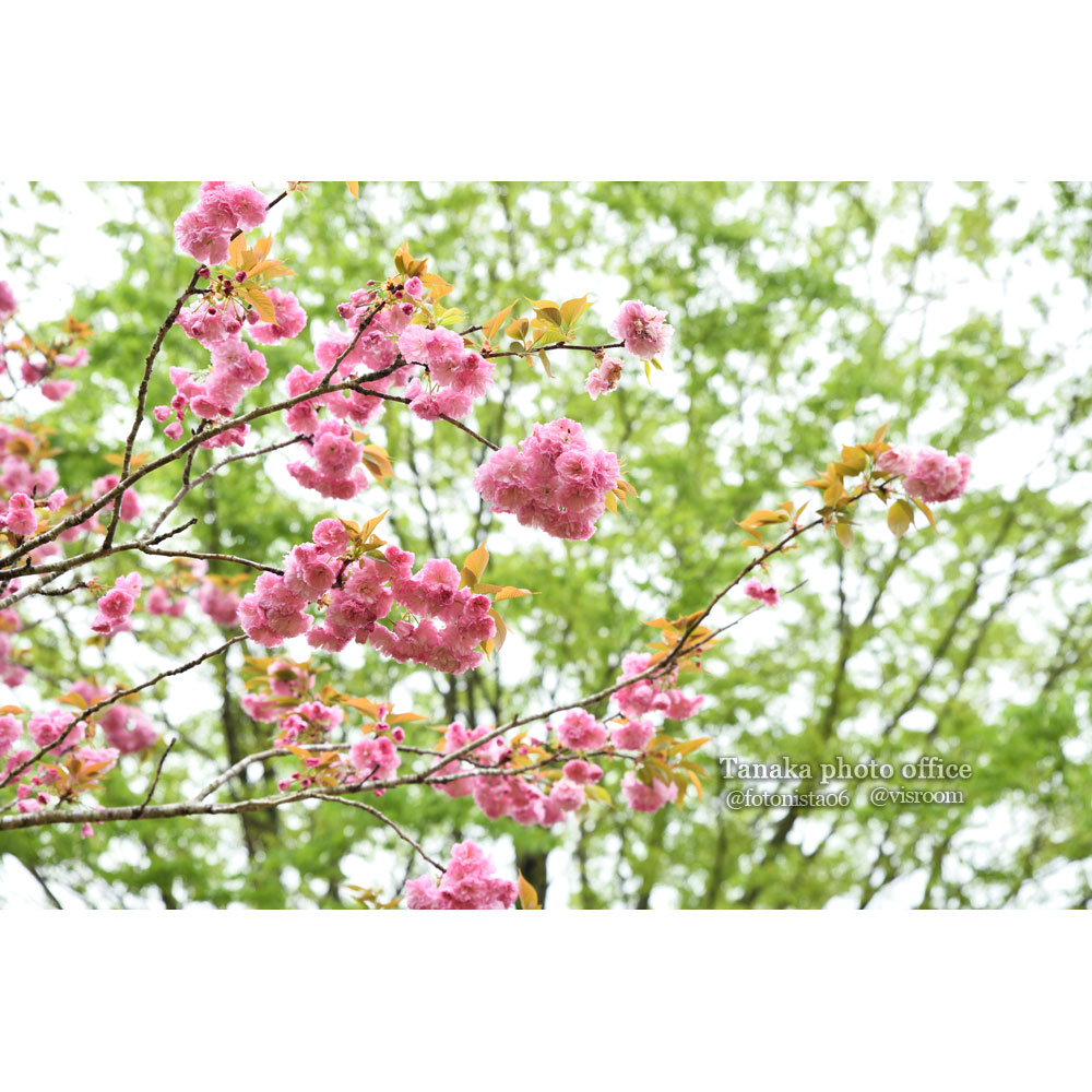 椎八重公園の八重桜とツツジ #花 #flower #cherryblossoms #azalea