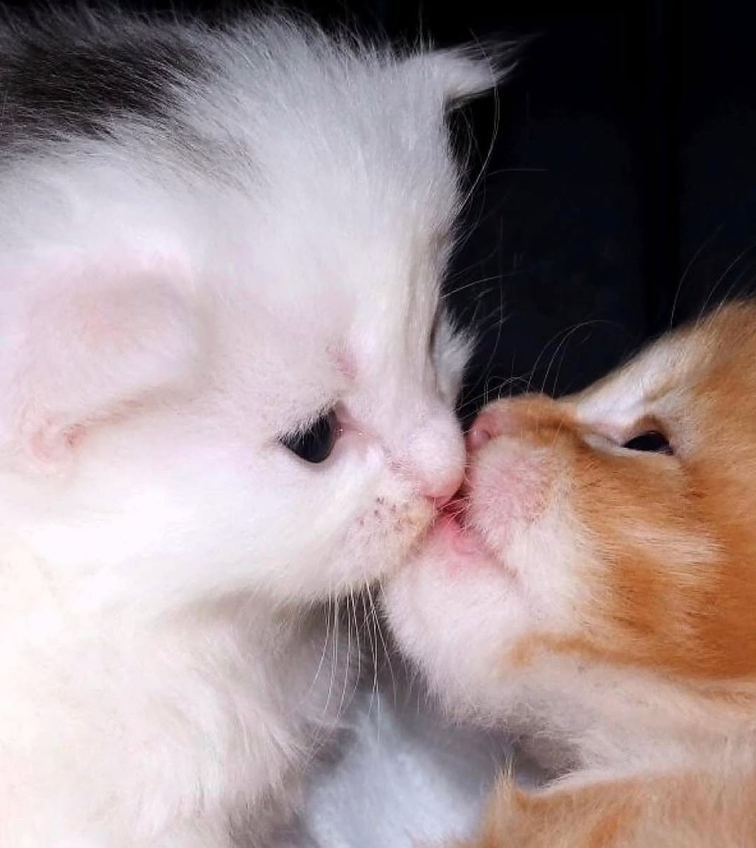catsworldaura's tweet photo. https://t.co/YRiTdhooTV