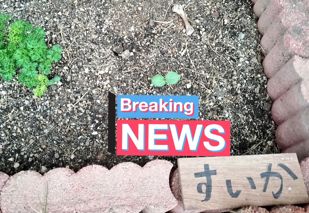 nl201811's tweet photo. たぶんスイカの芽が出ました。
昨年コンポストから芽を出して実がなったスイカの種を取っていて、それを2週間程前に植えたのです。
だからたぶんスイカ。 https://t.co/mNCo19jcwX