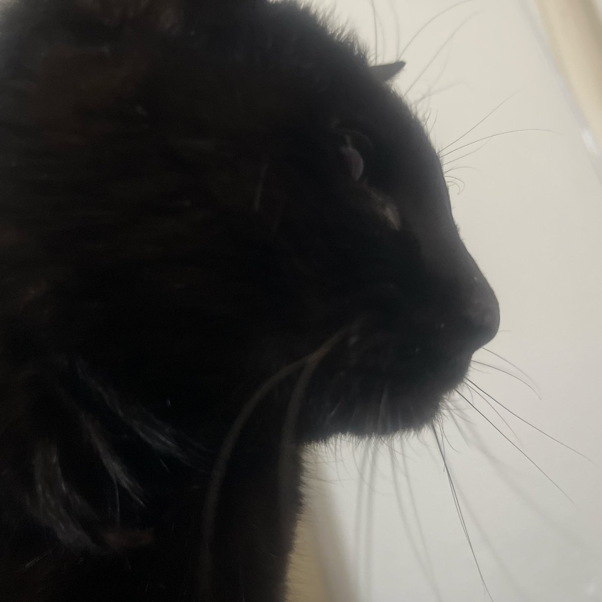 mapiro000's tweet photo. 思い出のねこ師匠🐈‍⬛🐈

すでに夏のような暑さですが、みなさん夏バテには気をつけていきましょう！
昨日エアコンはまだいらないでしょう〜と思ってつけなかったら、バテかけました🫠 https://t.co/L5HMU9FT3a