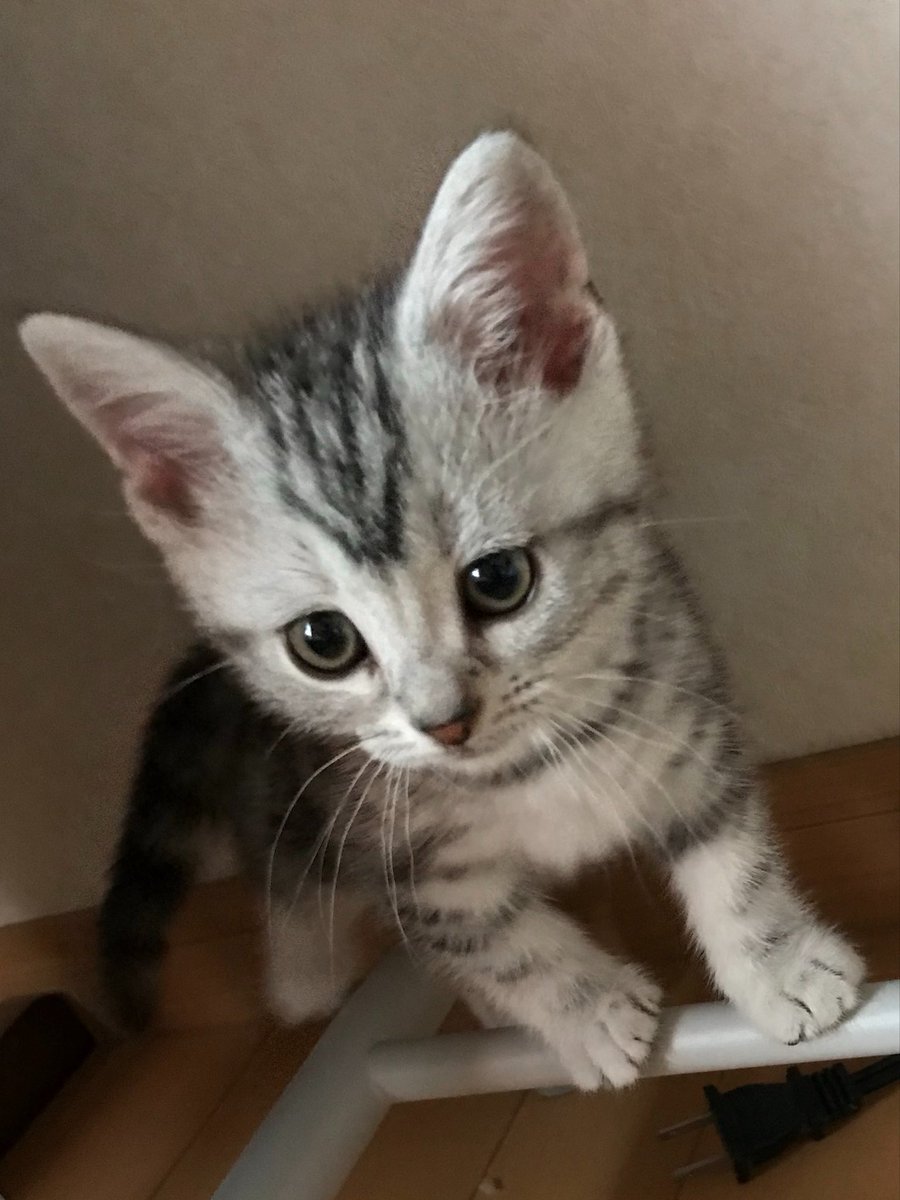 OimoUni's tweet photo. 【5/29】小さなおいもに出会った日から8年経ちました! https://t.co/RbZqpmOtqF